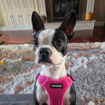Lola in NE -  Boston Terrier Dog for Adoption - Lola In NE | PetCurious