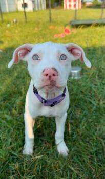 Hannah -  Pit Bull Terrier Dog for Adoption in Tulsa, Oklahoma - Hannah | PetCurious