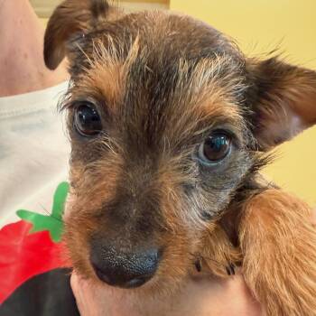 Aphrodite -  Mixed Breed Dog for Adoption - Aphrodite | PetCurious