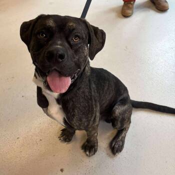 Rescue Mixed Breed Dogs for Adoption in Huntington, West Virginia - Georgie | PetCurious