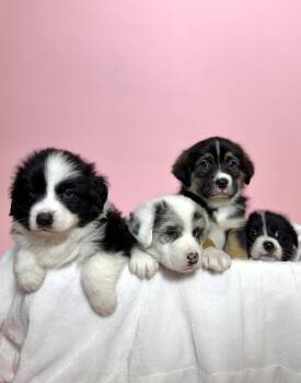 Australian Shepherd Dogs Available for Adoption - Teddy (Available 02/25) | PetCurious
