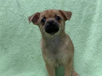 STELLA - ADOPTION PENDING -  Chihuahua and Pug Dog for Adoption in Ontario, California - STELLA - ADOPTION PENDING | PetCurious