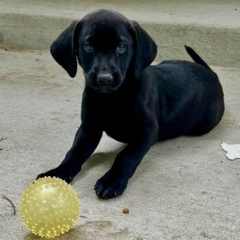 Flat Coated Retriever and Goldendoodle Dogs Available for Adoption - Clara | PetCurious