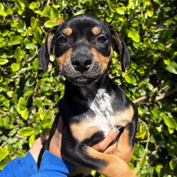Sophie -  Chihuahua and Mixed Breed Dog for Adoption in Goleta, California - Sophie | PetCurious