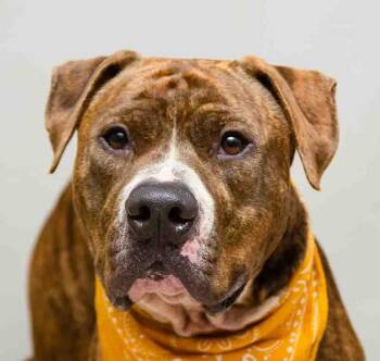 Diesel -  American Staffordshire Terrier Dog for Adoption in Sanford, Florida - Diesel | PetCurious