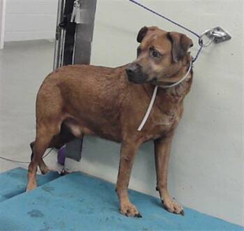 Staffordshire Bull Terrier and Mixed Breed Dogs Available for Adoption in Houston, Texas - A2071494 | PetCurious