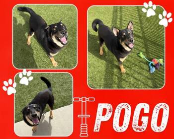 Rescue German Shepherd Dog Dogs for Adoption in Pearland, Texas - POGO | PetCurious
