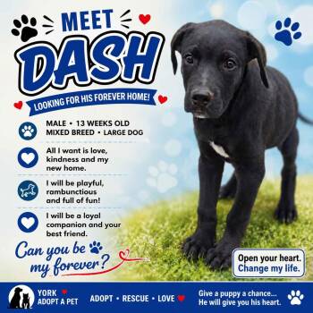 Dash -  Mixed Breed Dog for Adoption in York, Nebraska - Dash | PetCurious