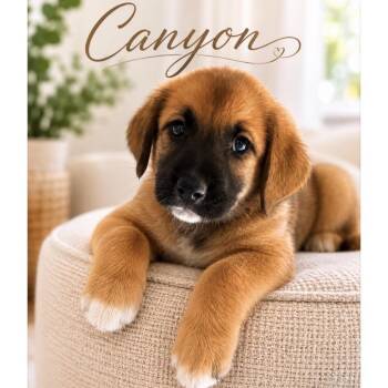 Canyon -  Anatolian Shepherd and Mixed Breed Dog for Adoption in Phoenix, Arizona - Canyon | PetCurious