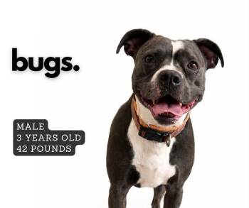 Bugs -  Mixed Breed Dog for Adoption in Ashland, Kentucky - Bugs | PetCurious