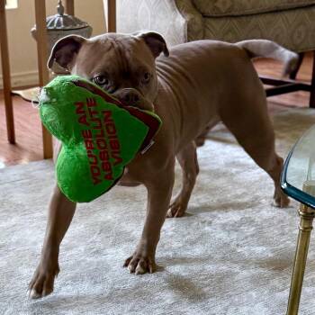 Koda -  American Bulldog Dog for Adoption in Apache Junction, Arizona - Koda | PetCurious