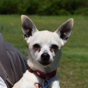 Chihuahua Dogs Available for Adoption - McQueen | PetCurious