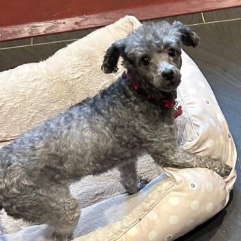 Rescue Mixed Breed Dogs for Adoption in Madison, Wisconsin - Pepa Rain | PetCurious