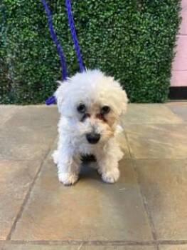 Miniature Poodle and Mixed Breed Dogs Available for Adoption in El Paso, Texas - 60985171 | PetCurious