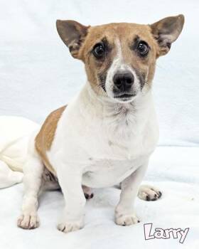 Larry -  Parson Russell Terrier and Mixed Breed Dog Available for Adoption in Mason, Michigan - Larry | PetCurious