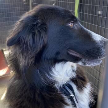 Mr. Pickles -  Newfoundland Dog and Mixed Breed Dog for Adoption in Pagosa Springs, Colorado - Mr. Pickles | PetCurious