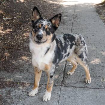 Australian Shepherd and Mixed Breed Dogs Available for Adoption in Richmond, California - FLINT | PetCurious