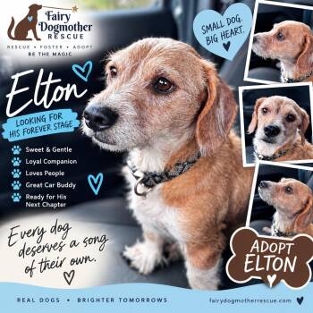 Elton -  Dachshund Dog for Adoption in Yukon, Oklahoma - Elton | PetCurious