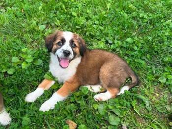 Sybylla -  Australian Shepherd Dog for Adoption in Columbus, Ohio - Sybylla | PetCurious
