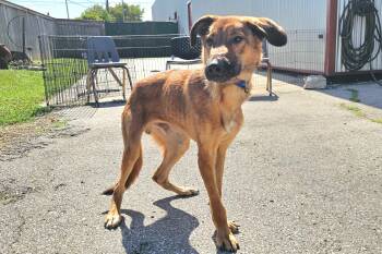 Jonah -  German Shepherd Dog Dog for Adoption in Lexington, Kentucky - Jonah | PetCurious