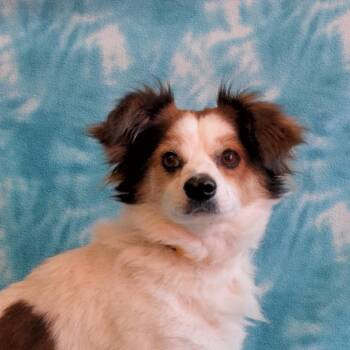 Papillon and Chihuahua Dogs Available for Adoption in Eureka, California - Aspen | PetCurious