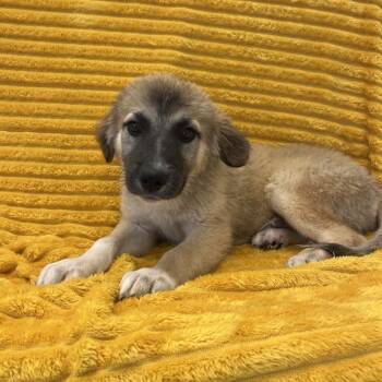 Howl -  Retriever and Shepherd Dog for Adoption in Kanab, Utah - Howl | PetCurious