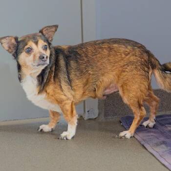 Chihuahua Dogs Available for Adoption in South Elgin, Illinois - Harvey | PetCurious