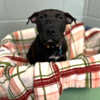 Rubiks -  Mixed Breed Dog for Adoption in State College, Pennsylvania - Rubiks | PetCurious