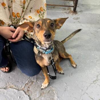 Annie -  Chihuahua and Mixed Breed Dog for Adoption in New York, New York - Annie | PetCurious