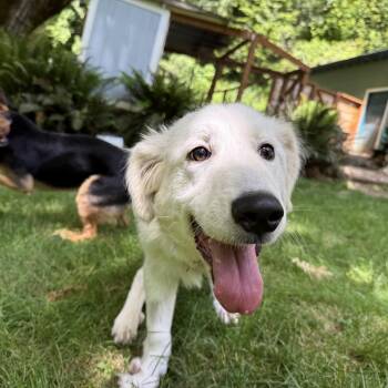 Poppy -  Great Pyrenees Dog for Adoption in Otis, Oregon - Poppy | PetCurious