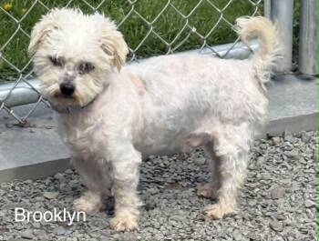 Mixed Breed Dogs Available for Adoption in Hop Bottom, Pennsylvania - Brooklyn | PetCurious