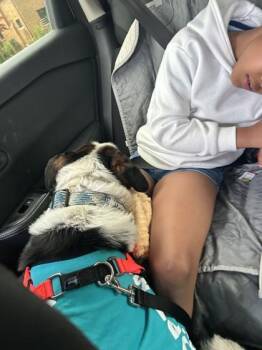 Rocky -  Saint Bernard and Pit Bull Terrier Dog for Adoption in Westland, Michigan - Rocky | PetCurious