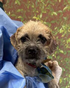 Cesar -  Terrier and Mixed Breed Dog for Adoption in San Antonio, Texas - Cesar | PetCurious