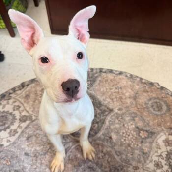 Tofu -  Mixed Breed Dog for Adoption in Newark, New Jersey - Tofu | PetCurious