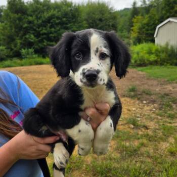 CT Simon -  Australian Shepherd and Mountain Cur Dog for Adoption in Stormville, New York - CT Simon | PetCurious