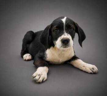 Bonnie -  Terrier and Mixed Breed Dog for Adoption in Bowling Green, Kentucky - Bonnie | PetCurious