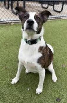 Rescue Border Collie and Mixed Breed Dogs for Adoption in Kansas City, Missouri - Mr. Maximus | PetCurious
