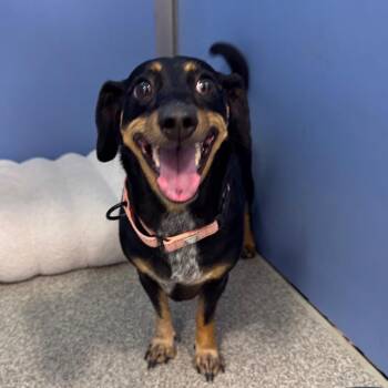 Kimchi -  Dachshund and Jindo Dog for Adoption in Englewood, Florida - Kimchi | PetCurious