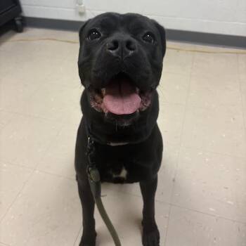 Sekhmet -  Mixed Breed Dog for Adoption in Pittsburgh, Pennsylvania - Sekhmet | PetCurious