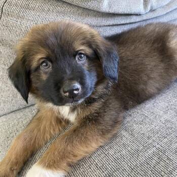 Mixed Breed Dogs Available for Adoption in Fredericksburg, Virginia - Wharton | PetCurious