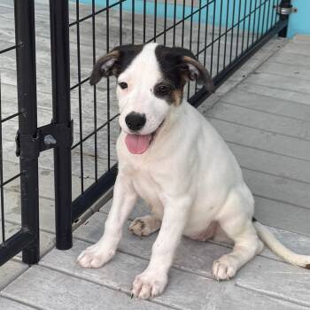 Rome -  Mixed Breed Dog for Adoption in Bradenton, Florida - Rome | PetCurious