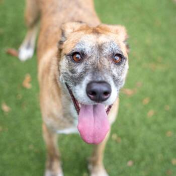 Shepherd and Mixed Breed Dogs Available for Adoption in Gainesville, Georgia - Rain | PetCurious