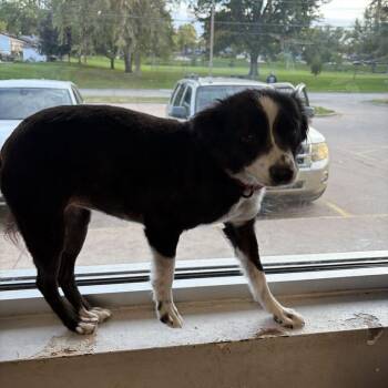 Bishop -  Mixed Breed Dog for Adoption in Davenport, Iowa - Bishop | PetCurious