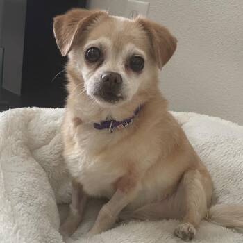 Bella -  Chihuahua and Mixed Breed Dog for Adoption in Goleta, California - Bella | PetCurious