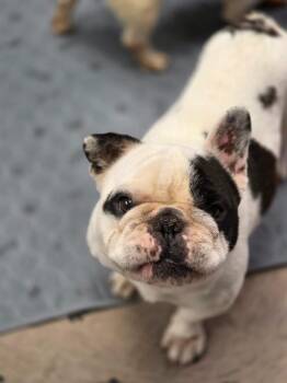 Elvis -  French Bulldog Dog for Adoption in Carthage, Missouri - Elvis | PetCurious