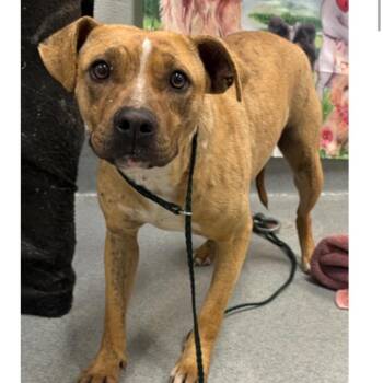 Pit Bull Terrier Dogs Available for Adoption - FWT Maxine | PetCurious