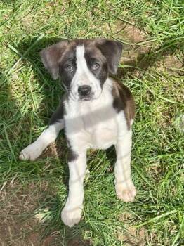 Rescue Mixed Breed Dogs for Adoption in Louisville, Kentucky - Pisces | PetCurious