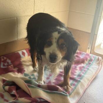 Karma -  Cattle Dog Dog for Adoption in Reno, Nevada - Karma | PetCurious