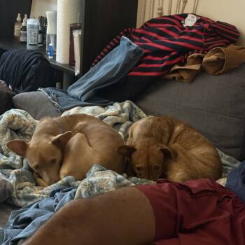 Reeses and Pieces -  Chiweenie Dog for Adoption - Reeses And Pieces | PetCurious