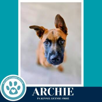 Belgian Shepherd Malinois Dogs Available for Adoption - Archie ("A" Belgians) 031426 | PetCurious
